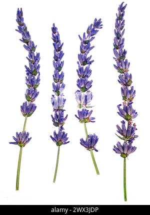 Lavendelblüten schließen isoliert auf weißem Hintergrund. Stockfoto