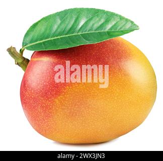Perfekte Mangobrüchte mit grünem Blatt auf weißem Hintergrund. Stockfoto