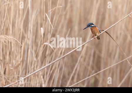 Eisvogel (Alcedo atthis) in Sumpfschilf. Stockfoto