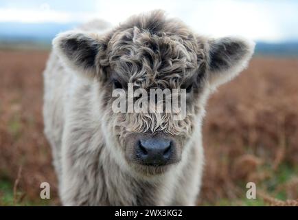 Highland-Kühe und ihre Jungen fotografiert in der Nähe von Kirkland in den Northern Pennines, Cumbria. Das Highland ist eine traditionelle Rasse in Westschottland. Stockfoto