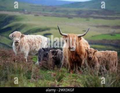 Highland-Kühe und ihre Jungen fotografiert in der Nähe von Kirkland in den Northern Pennines, Cumbria. Das Highland ist eine traditionelle Rasse in Westschottland. Stockfoto