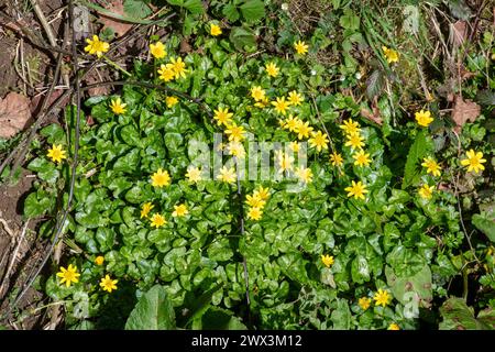 Kleiner Celandine (Ficaria Verna), ein niedrig wachsendes Kraut oder Wildblume mit gelben Blüten im Wald im Frühling oder März, England, Großbritannien Stockfoto