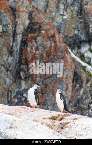 Eine Gruppe von Shinstrap-Pinguinen - Pygoscelis antarcticus - steht auf einem Felsen in der Cierva Cove auf der antarktischen Halbinsel Stockfoto