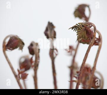 Der zarte und elegante Moment der Entfaltung der Stiele eines königlichen Farns, Osmunda regalis Stockfoto