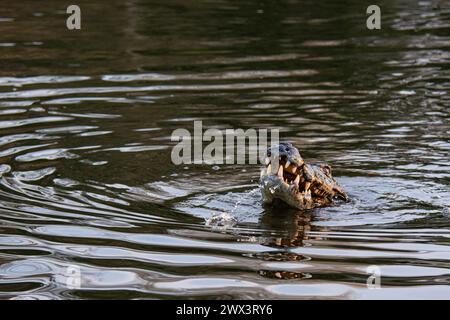 Yacare Caiman, Caiman Crocodilus Yacare, entblößt seine Zähne in einem Fluss in das Pantanal, Mato Grosso, Brasilien, Südamerika Stockfoto