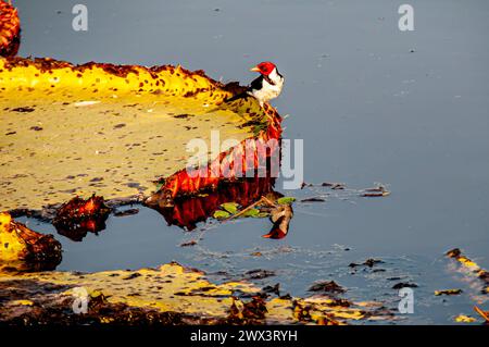 Gelbschnabelkardinal, Paroaria capitata, auf einer Seerosenplatte im Pantanal, Mato Grosso, Brasilien Stockfoto