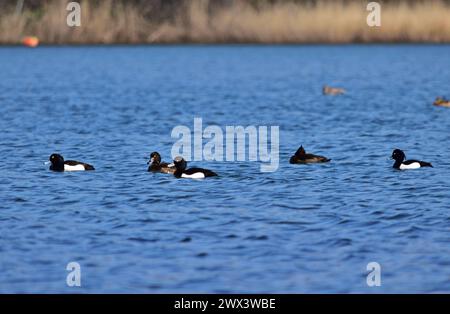 Gruppe von getufteten Enten - Aythya fuligula bei Sankt Pölten, Österreich Stockfoto