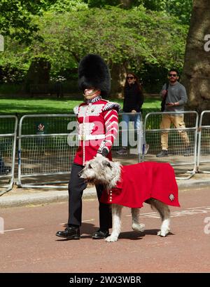 Irish Wolfhound Seamus, Turlough Mor, 17. Regimentsmaskot der irischen Garde, die von seinem Handler in London, Großbritannien, durch die Mall geführt wird Stockfoto