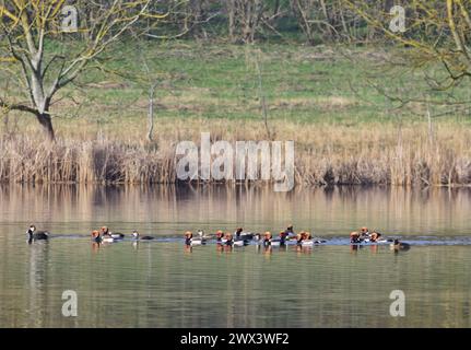 Gruppe von Rotkäppchen im Naturreservat Pacsmag Seen, Ungarn Stockfoto