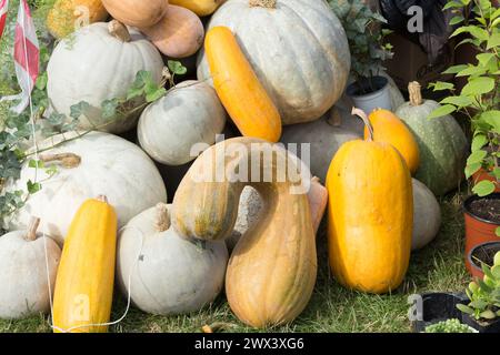 Eine Sammlung von Kürbissen verschiedener Arten und Farben. Herbsternte. Stockfoto