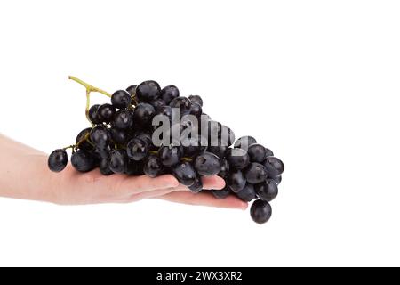 Eine Hand, die einen großen Haufen frischer schwarzer Trauben hält. Isoliert über weißem Hintergrund. Nahaufnahme. Stockfoto