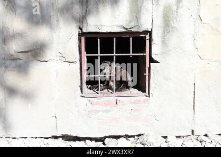 Die Katze ist hinter Gittern im Keller. Nahaufnahme. Stockfoto