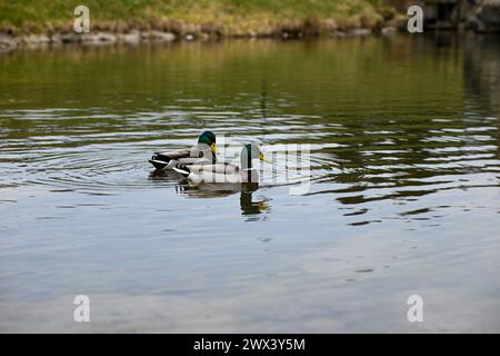 Zwei wilde Enten schwimmen nebeneinander auf dem Teich. Stockfoto