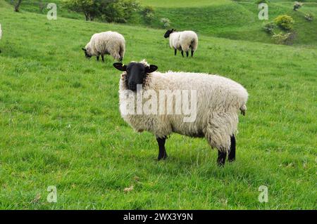 Schwarze Schafe weiden an den Hängen der eisenzeitlichen Hügelbefestigung bei Bratton in Wiltshire.UK Stockfoto