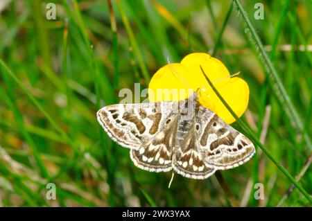 Mutter Shipton Moth, 'Callistege mi' Graslandarten. Markant, wobei jeder Vorderflügel cremefarbene Markierungen aufweist, deren Umrisse ähneln Stockfoto