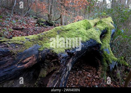 Die tote Ulme ist mit Moos bedeckt Stockfoto