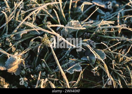 Genaues Detail von gefrorenem Gras bei Sonnenaufgang bei Getreideernte unter Sonnenlicht Stockfoto