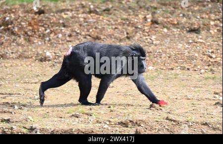 Der Affenwald wird am 29. März 2024 eröffnet. Der Affenwald beherbergt die Sulawesi-Kammmaraken, Francois langurs , Babirusa und Anoa aus dem Flachland. Sulawesi-Kämmermakaken und Francois Ian gurs werden von Besuchern in Whipsnade zum ersten Mal gesehen. der neue Lebensraum für Makaken ist mit 11.500 m das größte in Großbritannien, was 44 Tennisplätzen entspricht. der Affenwald wird mehr als 100 Bäume umfassen. Kinder können den erkunden Naturspielpfad entlang des Monkey Forest Pathway ... Stockfoto