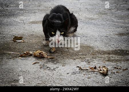 Straßenkatze isst den Fisch. Stockfoto