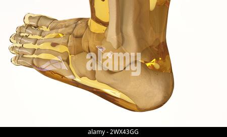 Menschliche Skelett-Anatomie für medizinische Konzept-3D-Illustration Stockfoto