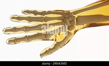 Menschliche Skelett-Anatomie für medizinische Konzept-3D-Illustration Stockfoto