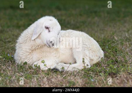 Weißes Katahdin-Schaflammfleisch, das Liebe und Zuneigung auf einem grasbewachsenen, rotierenden Weideleister in der Nähe von Raeford North Carolina ausstrahlt. Stockfoto