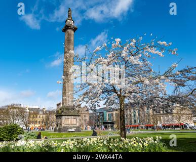 Kirschbaum und Narzissen in Blüte am Melville Monument, St Andrew Square, Edinburgh, Schottland, Großbritannien Stockfoto
