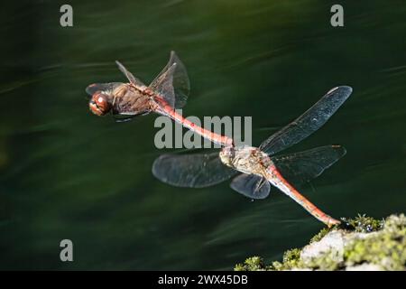 Vagrant Darter Stockfoto