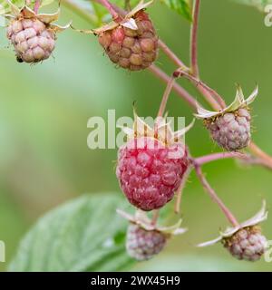 Himbeere Stockfoto