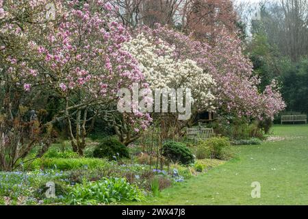 Magnolienbäume blühen im Frühjahr in den Sir Harold Hillier Gardens in Hampshire, England, Großbritannien Stockfoto