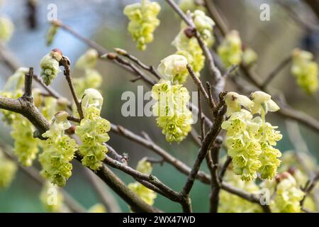 Corylopsis sinensis var sinensis, chinesischer Winterhasel, hellgelbe Blüten oder Racemes am Sträucher im Frühjahr oder März, Hampshire, England, Großbritannien Stockfoto