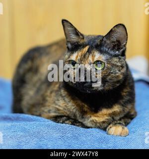 Eine 9-jährige kurzhaarige dunkelbraune Schildpattkatze mit hellen Augen liegt auf einem ihrer Liegekissen. Stockfoto