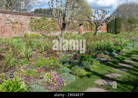 Frühlingsblumen in einem Blumenbeet in einem Garten in Mottisfont, Hampshire, England, Großbritannien, einschließlich farbenfroher Primula und Traubenhyazinthen Stockfoto