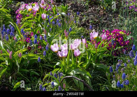 Frühlingsblumen in einem bunten Blumenbeet, einschließlich Tulpen, Traubenhyazinthen und Primula, Hampshire, England, Großbritannien Stockfoto