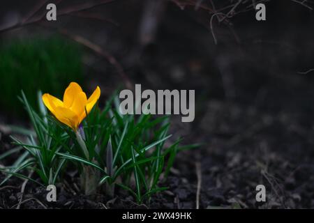 Krokusse gelbe Blüten Schneeglöckchen an einem sonnigen Frühlingstag unter freiem Himmel. Schöne Primrosen vor dunklem Hintergrund Stockfoto