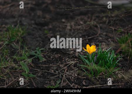 Krokusse gelbe Blüten Schneeglöckchen an einem sonnigen Frühlingstag unter freiem Himmel. Schöne Primrosen vor dunklem Hintergrund Stockfoto