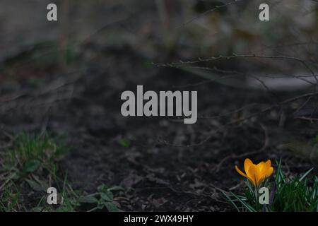 Krokusse gelbe Blüten Schneeglöckchen an einem sonnigen Frühlingstag unter freiem Himmel. Schöne Primrosen vor dunklem Hintergrund Stockfoto