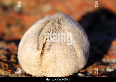 Sea Potato, Echinocardium cordatum, eine Art Seeigel, der an einem Strand auf der Isle of Mull, Innere Hebriden in Schottland gefunden wurde Stockfoto