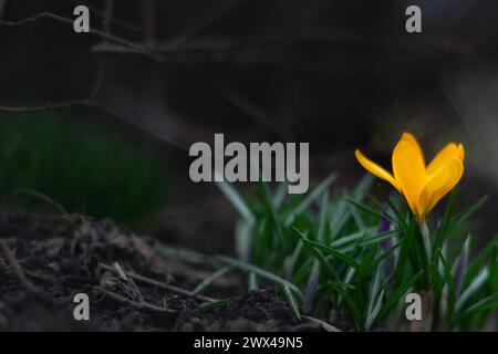 Krokusse gelbe Blüten Schneeglöckchen an einem sonnigen Frühlingstag unter freiem Himmel. Schöne Primrosen vor dunklem Hintergrund Stockfoto