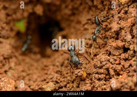 Arbeitende Ameisen bilden ein Netzwerk von Nestern im Boden, indem sie Boden mit ihren Mundteilen anheben und entfernen. Stockfoto