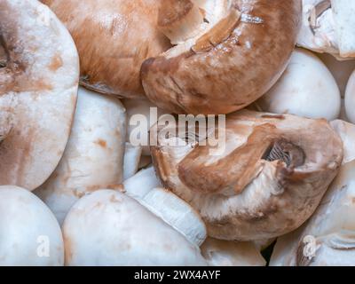 Schließen Sie Champignonpilze, bereit zum Kochen. Stockfoto