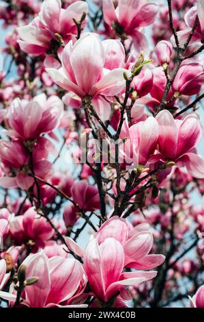 Schöne hellrosa Magnolienblumen auf blauem Himmel Hintergrundtapete Stockfoto