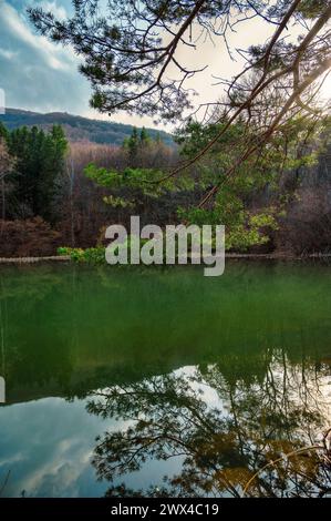 Kiefernzweig hängt über dem Wasser mit Reflexion im See Stockfoto