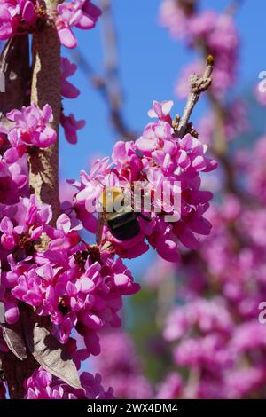 Die Biene sammelt Pollen auf den rosa Blüten eines Rotkehlbaums Stockfoto