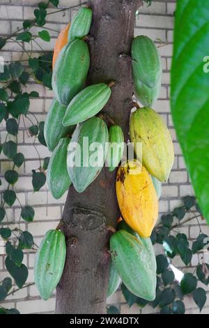 Gelbe und grüne Kakaoschoten auf einem Baum - Theobroma cacao. Stockfoto