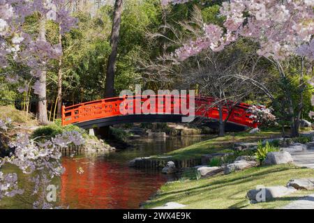 Rote Brücke in einem Japanischen Garten mit Frühlingsblüten in Duke Gardens in Durham, NC Stockfoto