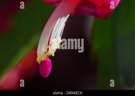 Makrofotografie einer Weihnachtskaktusblume - Schlumbergera - in Blüte, die die Details von Stamen und Pistil zeigt Stockfoto