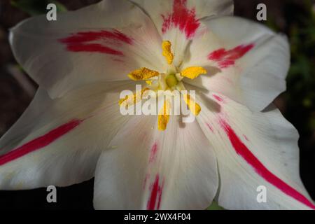 Nahaufnahme des Zentrums einer roten und weißen Tulpenblume Stockfoto