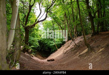 Hurtwood Forest Stockfoto