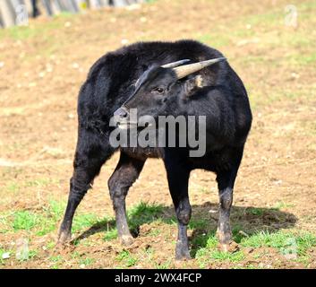 Eine Lowland Anoa im Affenwald im Whipsnade Zoo. Sie stammen von den Inseln Sulawesi und Buton. Sie sind die weltweit kleinste und seltenste Art von wilden Rindern. Sie sind heimlich und temperamentvoll und als Dämon des Waldes bekannt. Stockfoto